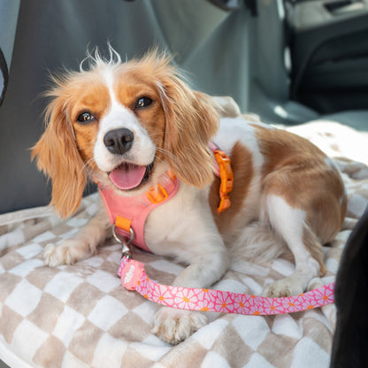 Plug in Seat Belt